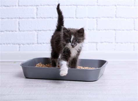 best natural cat litter|what's the best cat litter to use.